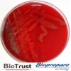 BLOOD AGAR (HORSE BLOOD) BIOPREPARE