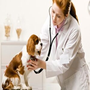 Κτηνίατρος